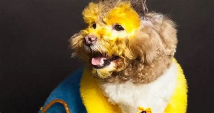 Capturing The World Of Creative Dog Grooming