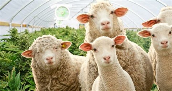 Herd Of Sheep In Greece Eat 600 Pounds Of Medical Cannabis