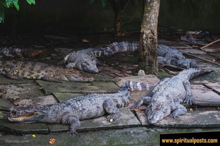 Indonesian Man Dies, Locals Kill Hundreds Of Crocodiles In Retaliation