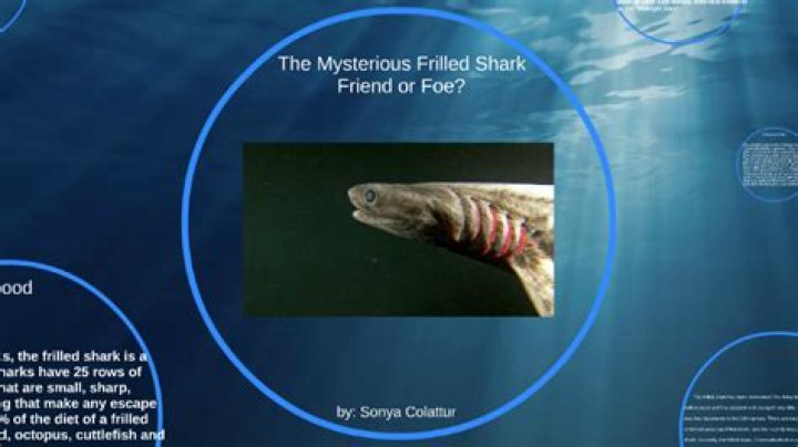 Rare Frilled Shark Caught By Fishermen