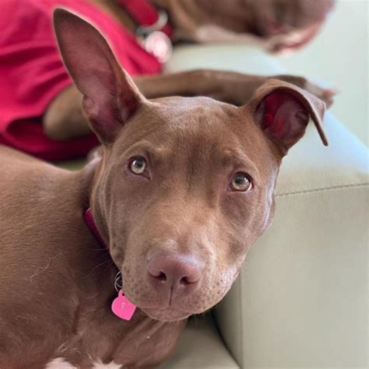 Robby Cole Age | Wiki, Net worth, Bio, Height, Fiance