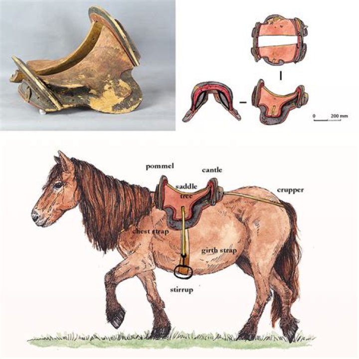Saddle Found In Woman's Grave May Be Oldest Ever Found