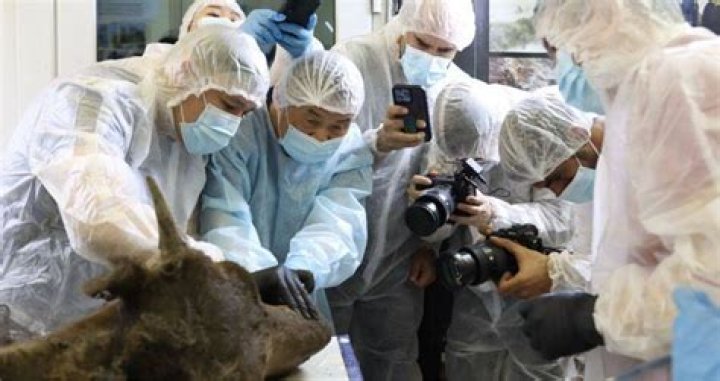 Scientists Hope To Clone An Ancient Bison Found In Permafrost