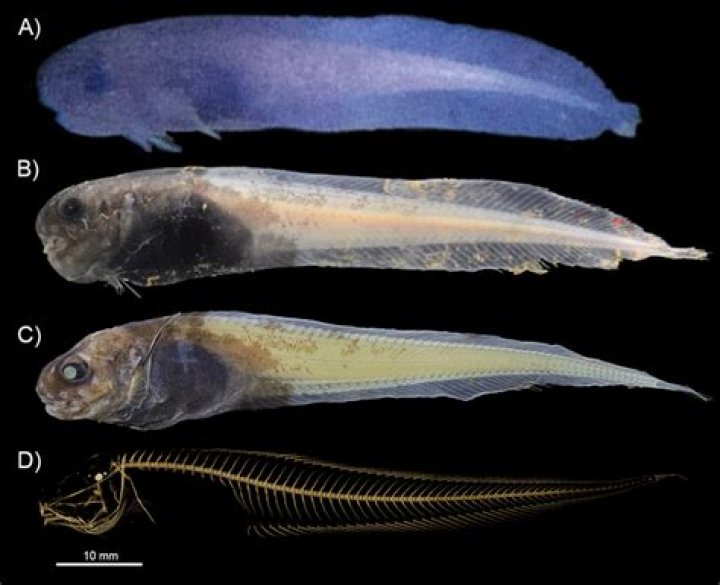 Three New Species Of Snailfish Discovered In Atacama Trench
